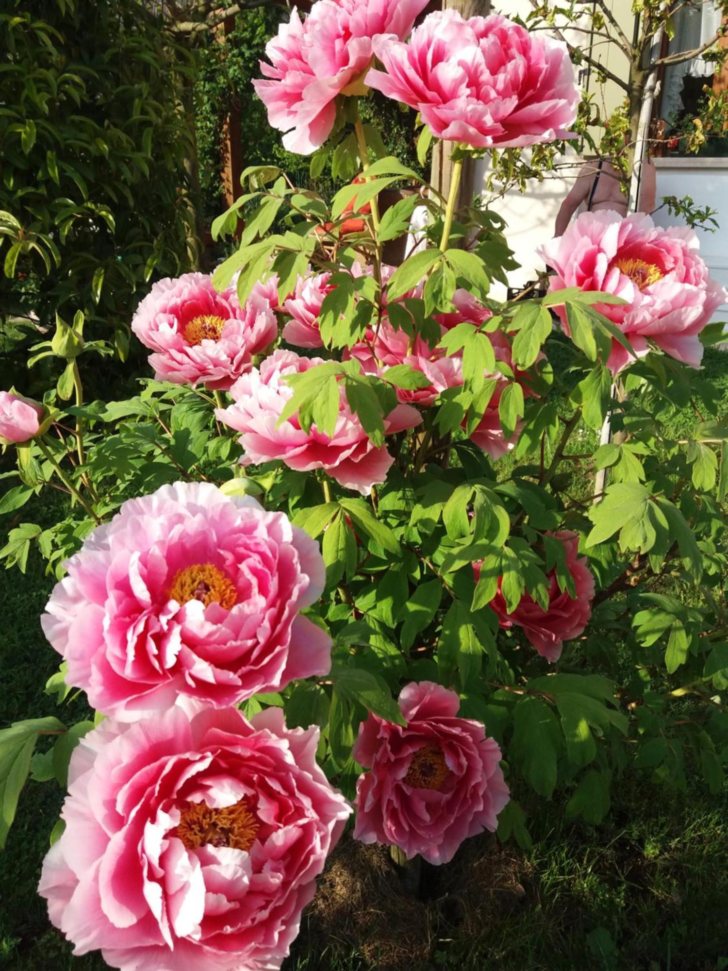 Bed and breakfast Casa Di Chiara San Michele al Tagliamento